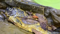Atau bisa juga dengan lauk pepes ikan mas seharga Rp 18.000. Ikannya dimarinasi dengan bumbu halus dan disajikan dengan daun salam utuh, lalu dibungkus daun pisang. Foto: detikcom/Riska Fitria