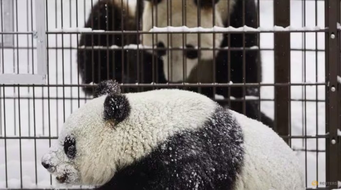 Panda Lumi dan Pyry di Kebun Binatang Ahtari Finlandia
