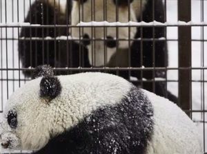 Biaya Perawatan Mahal, Finlandia Kembalikan Panda Raksasa ke China