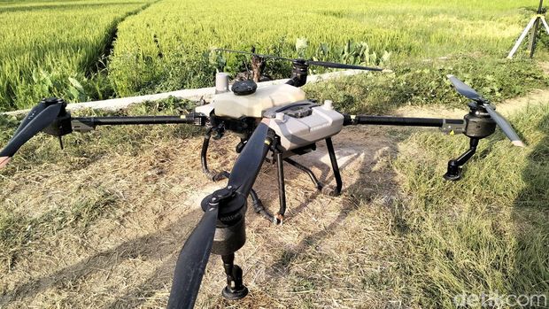 Penampakan drone penyemprot pupuk dan obat pembasmi hamak di Manggarai Barat, NTT, Rabu (25/9/2024).