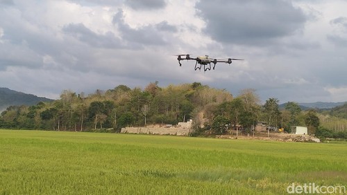Penampakan drone penyemprot pupuk dan obat pembasmi hamak di Manggarai Barat, NTT, Rabu (25/9/2024).