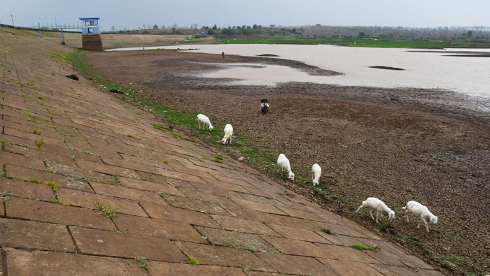 Warga menggembala kambingnya di areal dasar Waduk Dawuhan yang sebagian mengering di Kabupaten Madiun, Jawa Timur, Rabu (25/9/2024). Volume air waduk dengan daerah irigasi seluas 2.823 hektare lahan pertanian tersebut mulai menyusut hingga tersisa 20 persen dari total kapasitas. ANTARA FOTO/Siswowidodo/rwa.