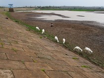 Penampakan Waduk Dawuhan Madiun Mengering