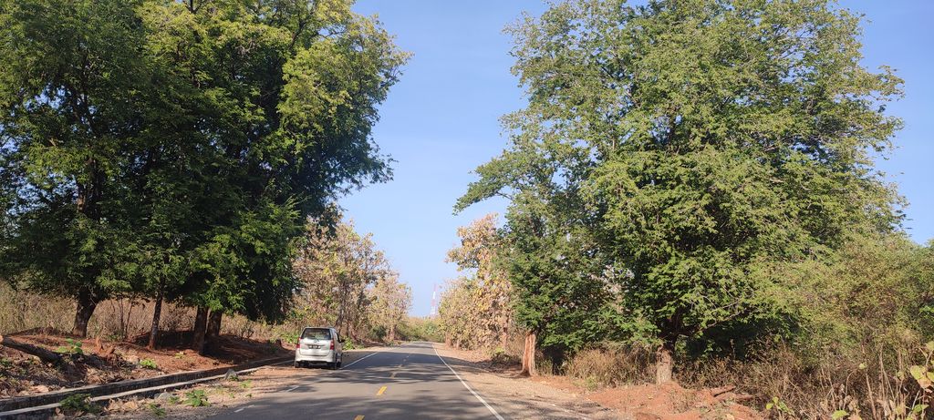 Pohon Sinyal dekat Perbaatsan Oepoli, Kab Kupang  NTT