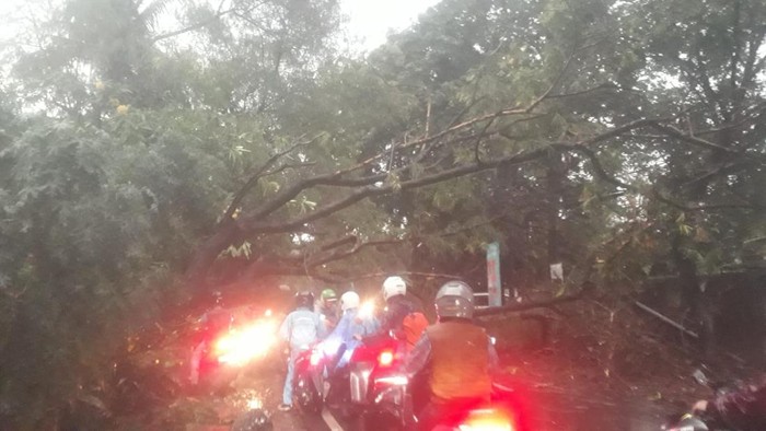 Pohon tumbang di Jalan Margasatwa, Cilandak, Jaksel, Rabu (25/9/2024) sore.