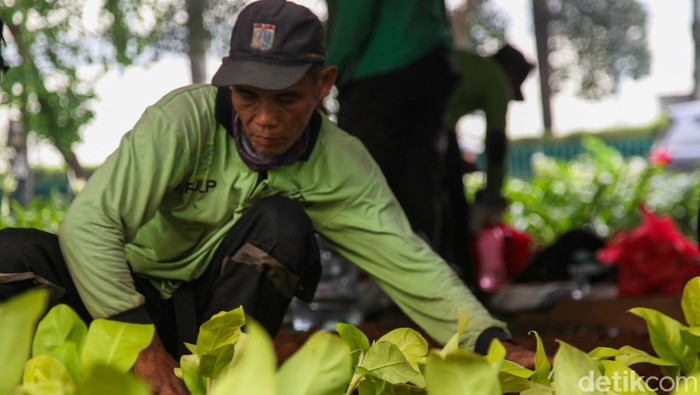 Tanaman Rusak di Kolong Flyover Taman Ria Diganti Tanaman di kolong Flyover Taman Ria, Jakarta Pusat, rusak. Dinas Pertamanan dan Hutan Kota DKI Jakarta mengganti dengan tanaman baru di lokasi.