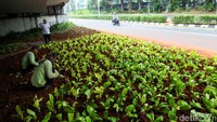 Begini penampakan tanaman di kolong Flyover Taman Ria usai diperbaiki.