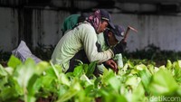 Tanaman yang rusak akibat diinjak warga yang berteduh dari hujan pada hari Selasa (24/9).