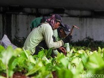 Tanaman Rusak di Kolong Flyover Taman Ria Diganti
