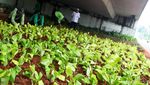 Tanaman Rusak di Kolong Flyover Taman Ria Diganti