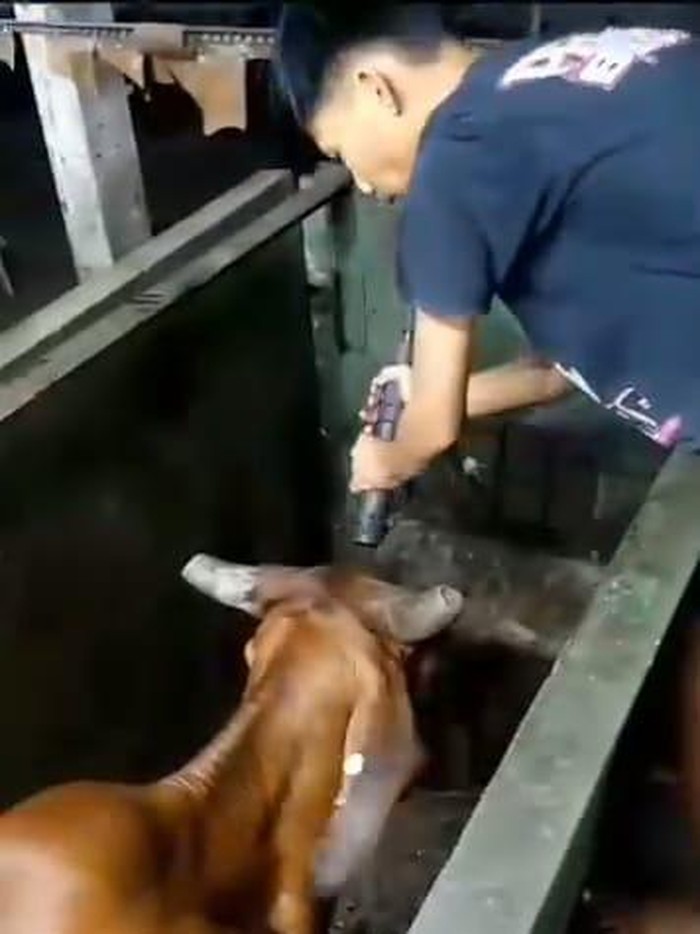 Video penembakan sapi sebelum dipotong di RPH Pegirian Surabaya