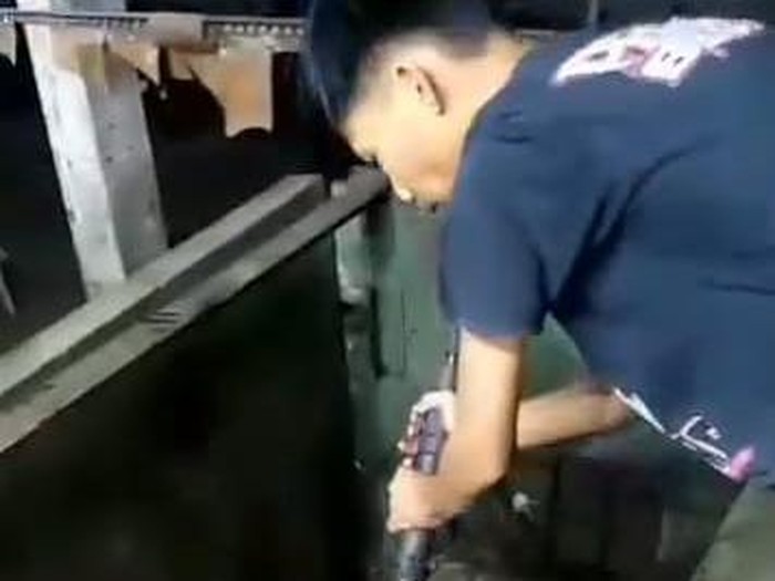 Video penembakan sapi sebelum dipotong di RPH Pegirian Surabaya