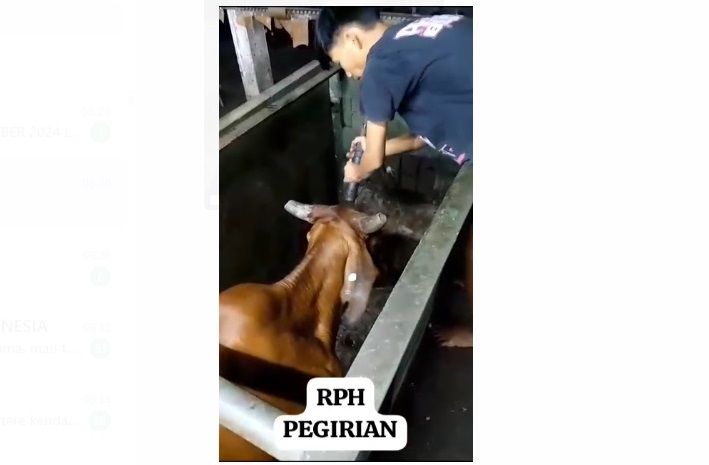 Video penyembelihan sapi di RPH Pegirian viral