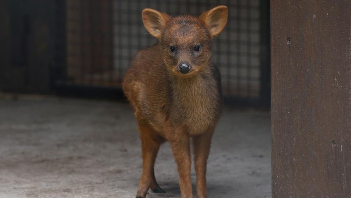 Bayi Rusa Spesies Terkecil Kedua Dunia Lahir di Polandia, Ini Potretnya A newborn pudu, the world's second smallest deer species, looks on at the zoo in Warsaw, Poland, September 26, 2024. REUTERS/Kuba Stezycki