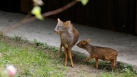 Seekor pudu yang baru lahir berjalan di samping induknya di kebun binatang di Warsawa, Polandia, Kamis (26/9/2024).