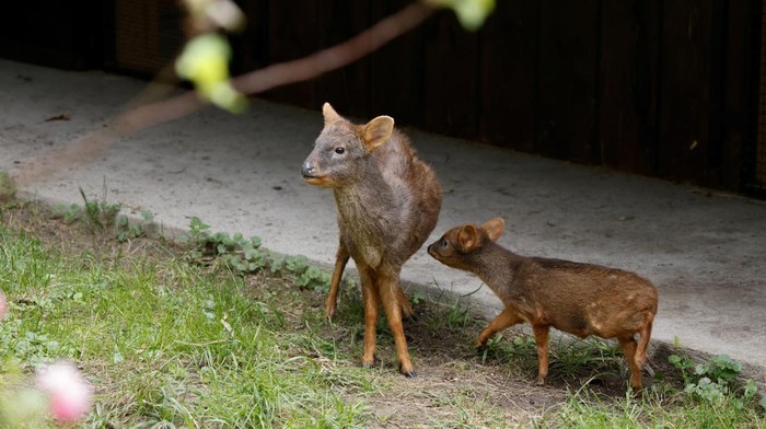 A newborn pudu, the world's second smallest deer species, looks on at the zoo in Warsaw, Poland, September 26, 2024. REUTERS/Kuba Stezycki