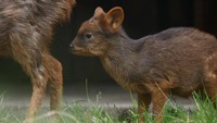 Berasal dari hutan di Chili dan Argentina, seekor pudu dewasa berukuran tinggi hingga 46 cm dan berat hingga 15 kg. 