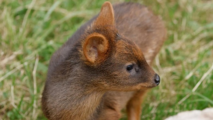 A newborn pudu, the world's second smallest deer species, looks on at the zoo in Warsaw, Poland, September 26, 2024. REUTERS/Kuba Stezycki