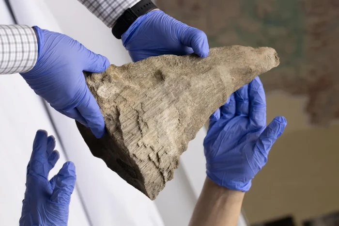 Cula badak berbulu yang dibawa ke NEFU Mammoth Museum.