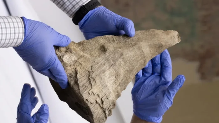 Cula badak berbulu yang dibawa ke NEFU Mammoth Museum.