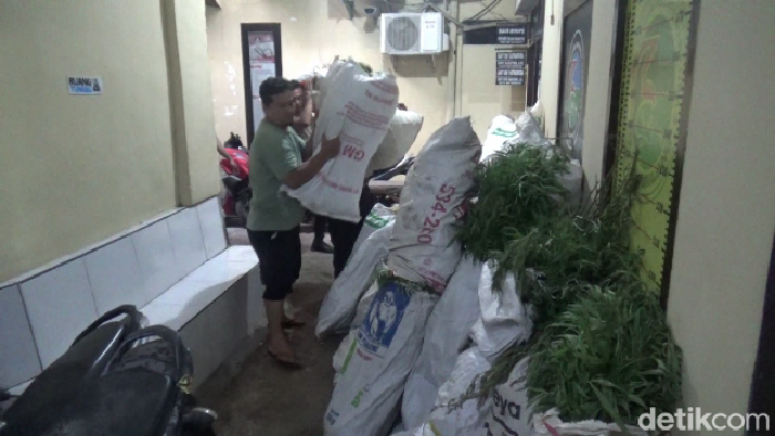 ganja lumajang