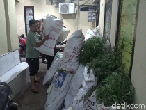 Total 48 Ribu Tanaman Ganja Diamankan dari Lereng Semeru Lumajang