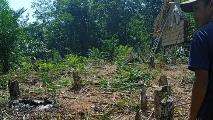 Kebun sawit warga Musi Rawas dirusak kawanan gajah.