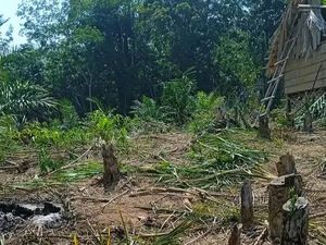 Polisi Belum Terima Laporan Warga Unjuk Rasa soal Kawanan Gajah di Mura