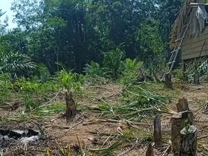Polisi Belum Terima Laporan Warga Unjuk Rasa soal Kawanan Gajah di Mura