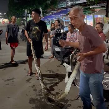 Kemunculan ular sanca dewasa mengagetkan warga Bekasi. Warga menjadi heboh karena sebelumnya juga muncul ular sanca di lokasi yang sama beberapa hari lalu. (dok Pribadi/Eko Uban)