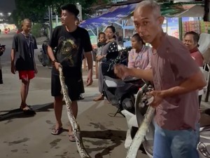 Video Evakuasi Ular Sanca 4 Meter di Bekasi, Sempat Lilit Kaki Warga
