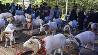 Dinas Ketahanan Pangan, Pertanian dan Perikanan (DP3K) Kota Tasikmalaya menggelar kontes ternak yang diikuti 201 kontestan dari berbagai daerah di Jabar.  