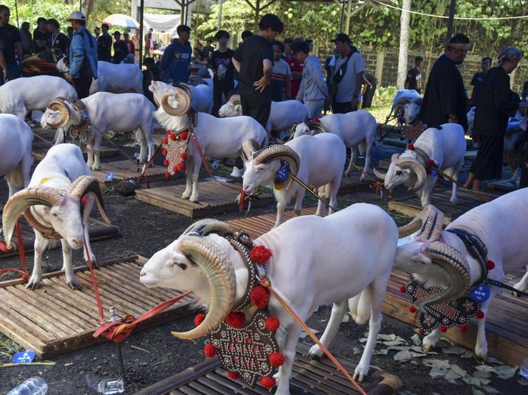 Kontes Ternak untuk Dongkrak Perekonomian Tasikmalaya