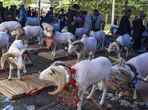 Kontes Ternak untuk Dongkrak Perekonomian Tasikmalaya
