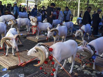 Kontes Ternak untuk Dongkrak Perekonomian Tasikmalaya