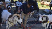 Kegiatan ini untuk memperkenalkan budi daya ternak asli Priangan Timur dalam mendongkrak perekonomian dan daya saing pasar.  
