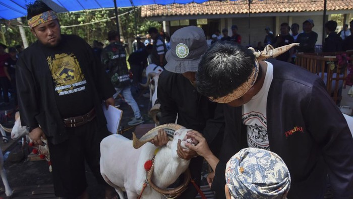 Peserta membersihkan bulu domba dalam Expo Peternakan dan Kontes Ternak 2024 di Kompleks Pasar Hewan, Indihiang, Tasikmalaya, Jawa Barat, Kamis (26/9/2024). Dinas Ketahanan Pangan, Pertanian dan Perikanan (DP3K) Kota Tasikmalaya menggelar kontes ternak yang diikuti 201 kontestan dari berbagai daerah di Jabar untuk memperkenalkan budi daya ternak asli Priangan Timur dalam mendongkrak perekonomian dan daya saing pasar. ANTARA FOTO/Adeng Bustomi/nym.