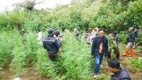 Misteri Ladang Ganja Blitar: Dua Tahun Berlalu, Siapa Dalang di Baliknya?