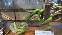 Kali ini sampel makanannya menunjukkan hidangan salad mentimun yang segar. Namun, timun plastik itu dikreasikan menjadi bentuk ular yang sedang melingkar di pohon sambil mengawasi katak di rawa. Foto: soranews24.com