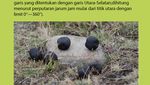 Infografis: Misteri Pup Bentuk Kubus Hewan Wombat, Unik!