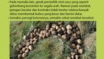 Infografis: Misteri Pup Bentuk Kubus Hewan Wombat, Unik!