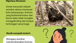 Infografis: Misteri Pup Bentuk Kubus Hewan Wombat, Unik!