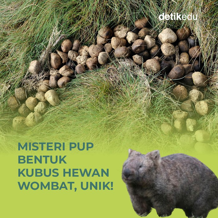 Misteri pup bentuk kubus hewan wombat