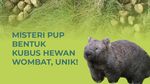 Infografis: Misteri Pup Bentuk Kubus Hewan Wombat, Unik!