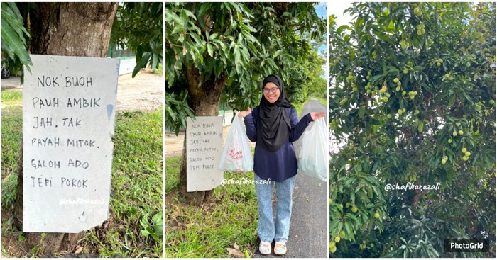 Buah Mangganya Kerap Diincar Orang, Pemilik Tulis Catatan Kocak