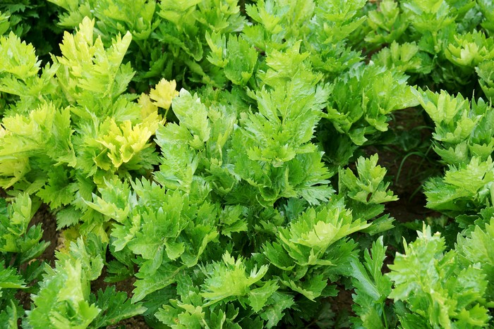 Close-up of celery plants on agricultural field in late spring. Germany.
