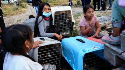 Warga Ekuador Evakuasi Anjing Liar dari Kebakaran Hutan