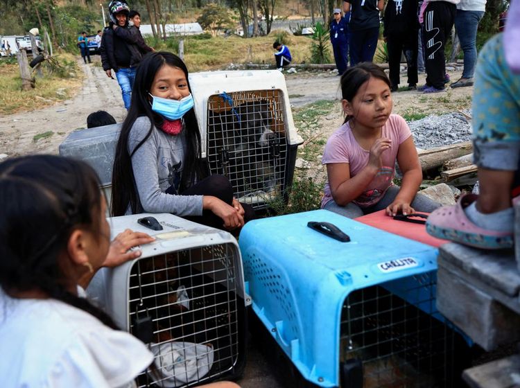 Warga Ekuador Evakuasi Anjing Liar dari Kebakaran Hutan