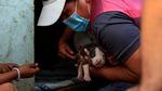 Warga Ekuador Evakuasi Anjing Liar dari Kebakaran Hutan