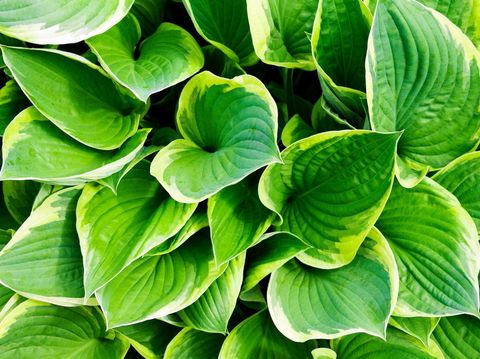 Leaves hosts closeup. Focus on single leaves. Floral back ground. (Hosta)
